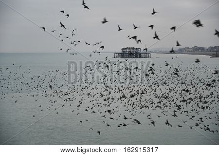 Amazing Spectacle Of Starlings Birds Murmuration Flying Over Sea In Winter