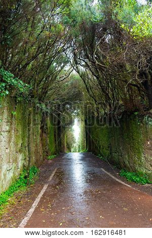 Road TF-12 in Anaga Rural Park - rain and clouds in ancient forest on Tenerife Canary Islands winter travel destination