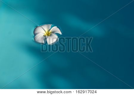 morning white plumeria flower in blue water