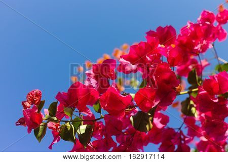 Bright pink Bougainvillea plant flowers and blue clear sky