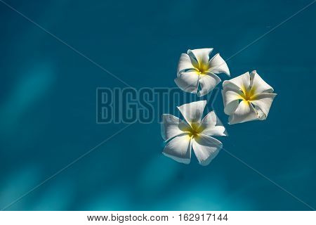 morning white plumeria flowers in blue water