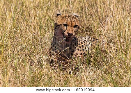 Satisfied cheetah. Hunter from Masai Mara, Kenya