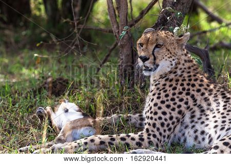 Cheetah with prey under tree. Masai Mara, Kenya