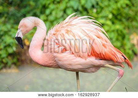 Side View Of A Chilean Flamingo