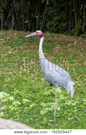 Sarus Crane, The Tallest Of The Flying Birds