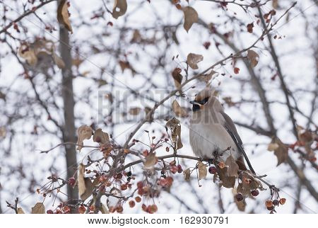 waxwing sitting on a tree branch in winter