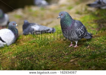 Nature. Portrait of a pigeon in the field.