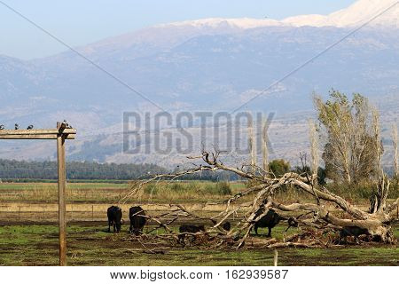 Hermon height reaches 2800 meters, the mountain is located in the north of Israel, where the lowest temperature in the country, the snow cover lasts almost all year round,
