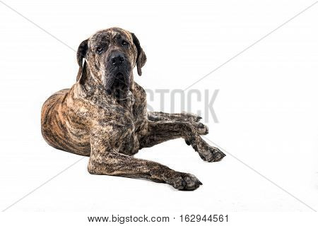big brazilan fila dog lying in front of white background
