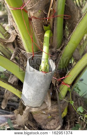 Collecting palm sap from the sugar palm Arenga pinnata or the nipa palm inflorescence to make sugar palm which is used in sweets and desserts but also in curries and sauces