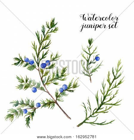 Watercolor juniper set. Hand painted evergreen branch with berries on white background. Botanical illustration for design or print