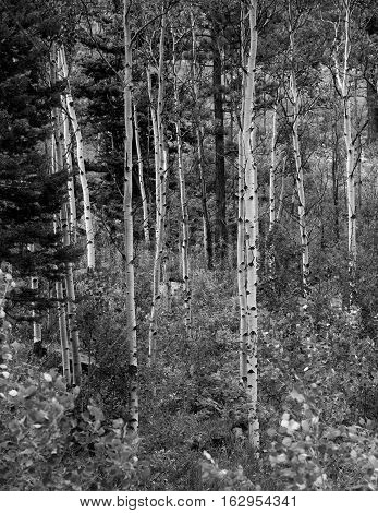Monochrome San Juan Range Aspen Grove in Colorado