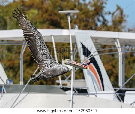 A pelican fling near a boat in the habor