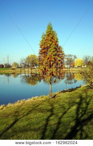 A Japanese cedar tree (Cryptomeria japonica) beside a small man-made lake in Joliet, Illinois during November.