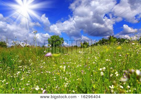 Paesaggio solare rurale di estate in Berezinsky riserva in Bielorussia