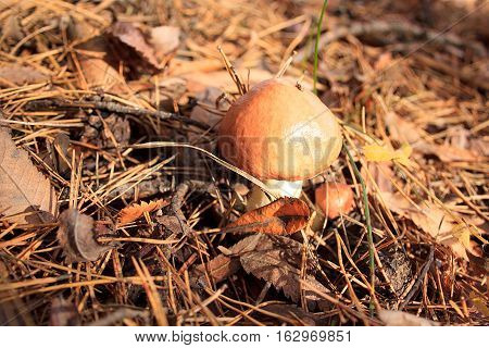 Group of edible mushrooms suillus luteus in autumn forest.