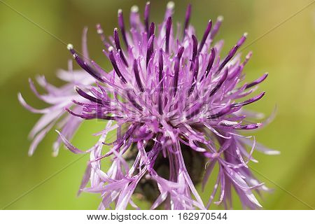 Spiny burdock flower on beautiful green meadow