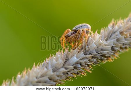 Small Hair Laterigrade Spider