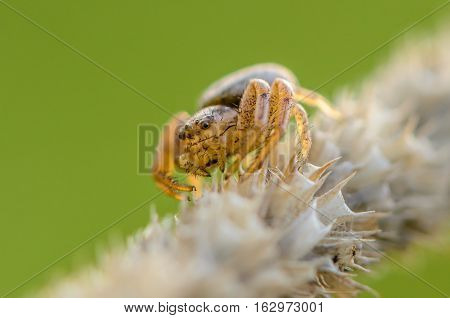 Small Hair Laterigrade Spider