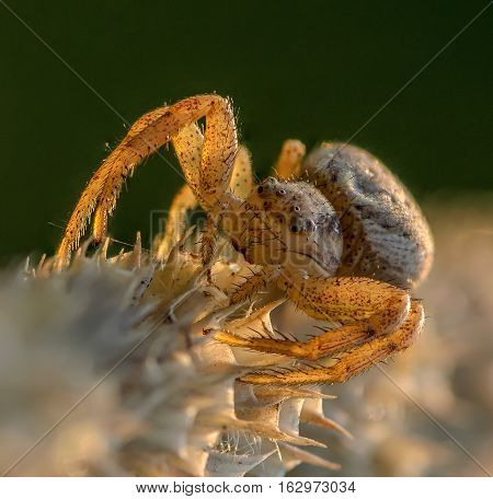 Small Hair Laterigrade Spider