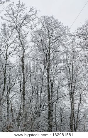 Snowy forest with frozen icy branches and fallen leaves still visible