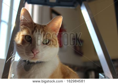White and orange cat on a staircase with a heart pendant