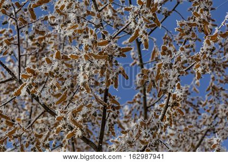 Close-up of hoar frost on  linden tree branches.  Branch of a tree in hoarfrost on background blue sky.