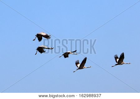National Bird Sanctuary is located in the Hula Valley in northern Israel.