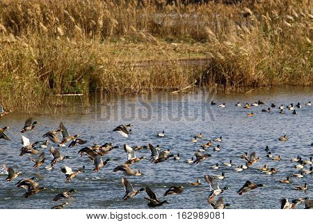 National Bird Sanctuary is located in the Hula Valley in northern Israel.