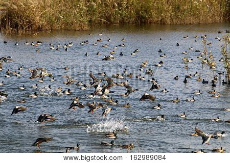 National Bird Sanctuary is located in the Hula Valley in northern Israel.
