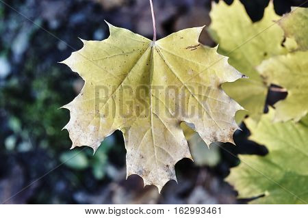 Close up of the surface of a leaf in autumn in Poland