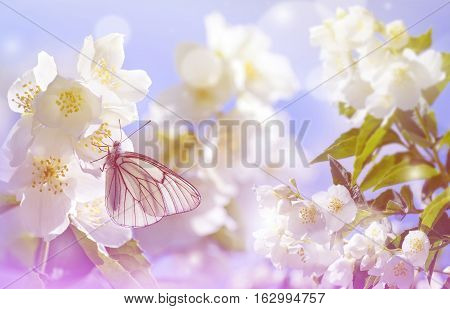 Spring landscape. Natural background with butterfly on the branch of blooming jasmine.