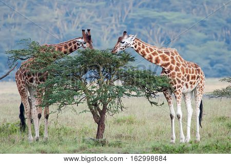 two adult giraffe in the African savannah Kenya