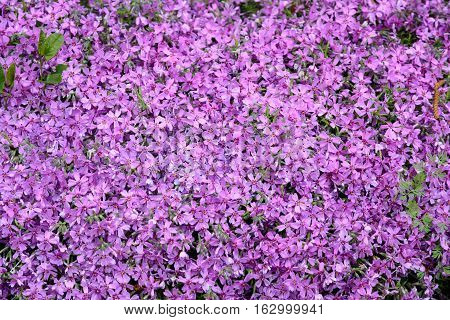 Spring flowers phlox subulata. In the spring garden.