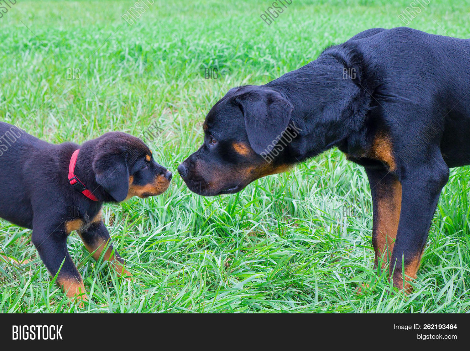 Puppy Adult Rottweiler Image & Photo (Free Trial) | Bigstock
