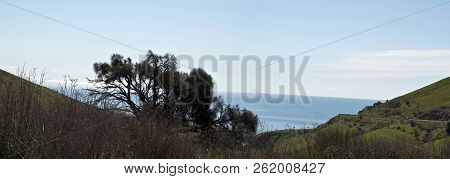 This Is A Scene Of Trees And Bushes At Sellicks Beach Looking Toward The Ocean