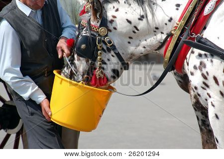 Cabman vanding hans hest