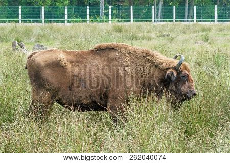 European Bisons (ibison Bonasus) N Its Natural Habitat.