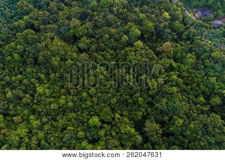 Green Tree Tropicl Rainforest On Island Aerial View In Morning