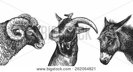 Ram, Goat And Donkey Set. Realistic Portraits Of Farm Animals. Vintage. Vector Illustration. Black A