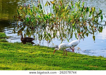 Scenic View Of A Florida Duck And Two Ibises Feeding At The Edge Of A Pond In A Florida Wetland Area
