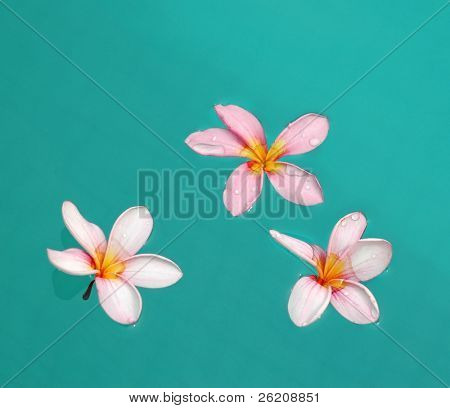 Rosa Plumeria im pool