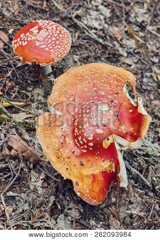 Amanita Muscaria, Poisonous Mushroom. Photo Has Been Taken In The Natural Forest Background.