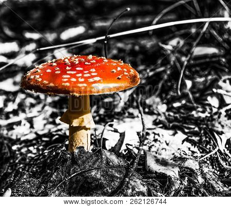 Autumn Toxic Mashroom Amanita In Black And White Background. Poisonous Fungi With Red Dotted Cap And