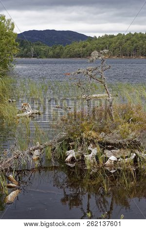 Old Tree Stump Island, Loch An Eilein, Rothiemurchus Forest, Speyside, Scotland
