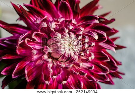 Mulltilobe Big Red Purple Chrysanthemum Blooming Closeup.