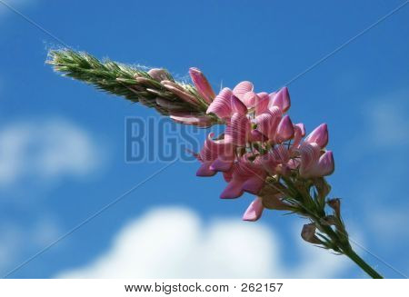 Feld-Blume und der Himmel