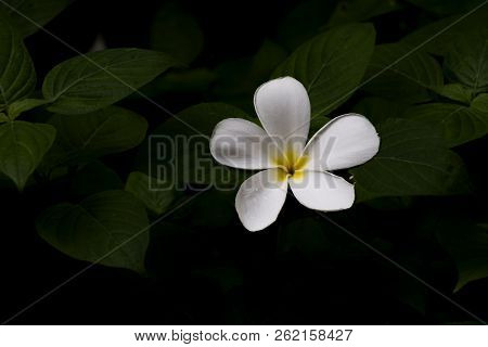 Leelawadee Flowers Fall Is On A Black Shadow Background