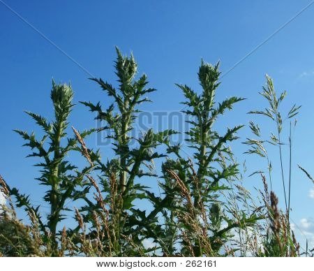 Distel