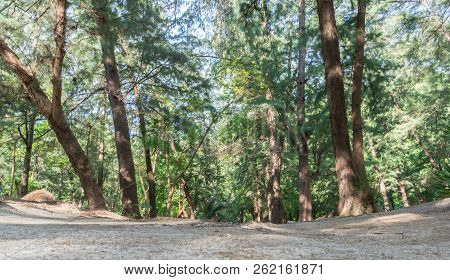 Pine Forest At Laem Sala Beach Prachuap Khiri Khan Thailand. Pine Tree On Laem Sala Beach Landscape 